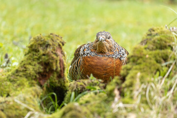 Auerhenne im Versteck