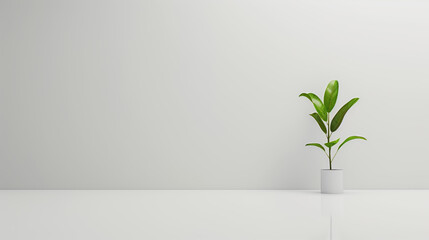 Stylish plant in a white interior.