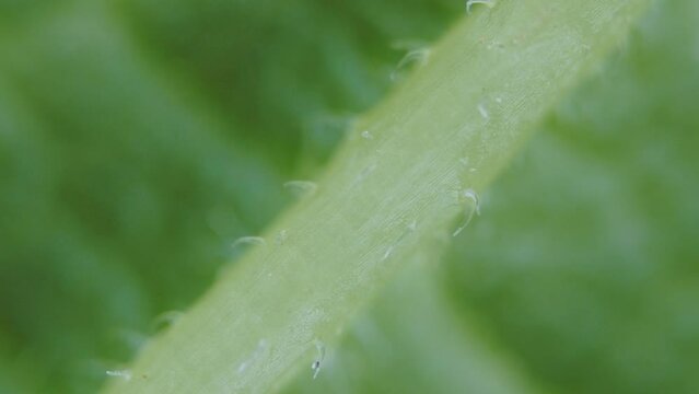 mulberry leaf under the microscope - light microscope x50 magnification