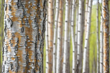 Obraz premium birch bark texture