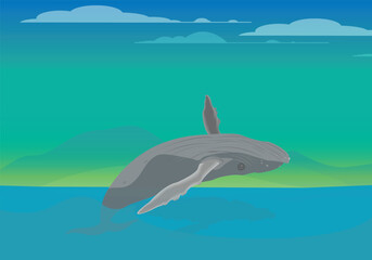 A humpback whale jump out of the water