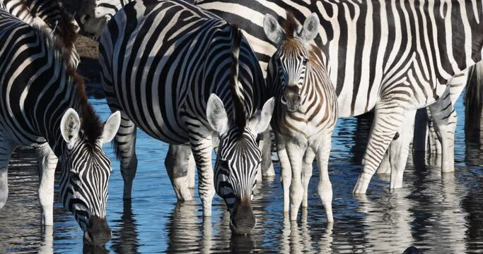 Close-up. Burchell's zebras with young foal drinking at a drying up river.  Drought, Climate Change, Climate Emergency