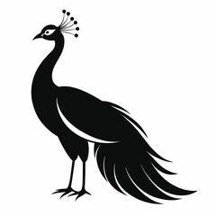 Peacock silhouette on white background