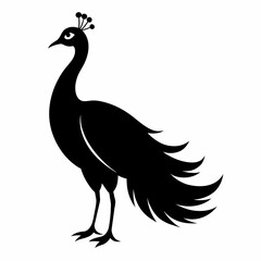 Fototapeta premium Peacock silhouette on white background