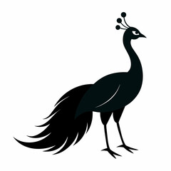 Peacock silhouette on white background