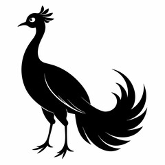 Peacock silhouette on white background