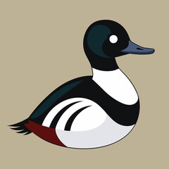 Bufflehead Vector Illustration
