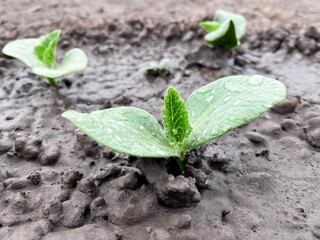 small green pumpkin sprouts growing on a bed in a vegetable garden