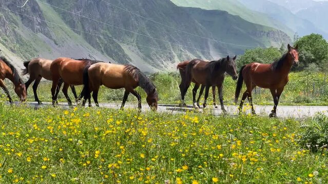 Funny horse herd gazing on green grass meadow nodding to camera with mountain landscape background near the village of Stepantsminda in Georgia.