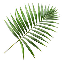 Fresh green palm leaf isolated on transparent background