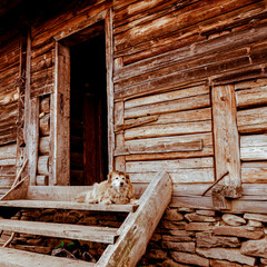 Cheese factory. Ukrainian Carpathians. An old wooden cheesemaker's house