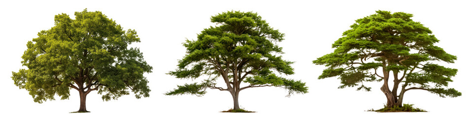 Fototapeta premium Tree png element set on transparent background