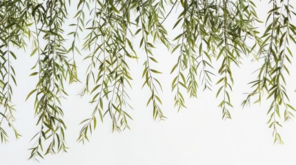 Fototapeta premium branches with leaves on a white background.