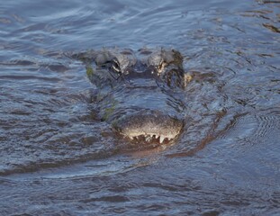 American Alligator Mouth Gaping Open in Water During a Fish Die-off Gainesville Florida Alachua County