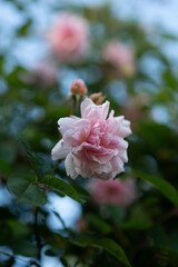 Obraz premium pink rose bush