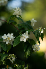 blooming tree