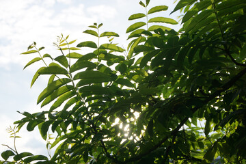 Low angle view of of leaves against the sky