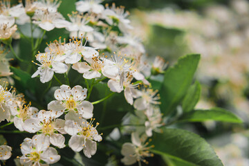 close up of small white flowers on bush, many flowers