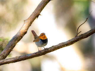 森の中で静かに枝に留まっているコマドリの雄