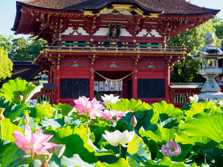 伊賀八幡宮の蓮池