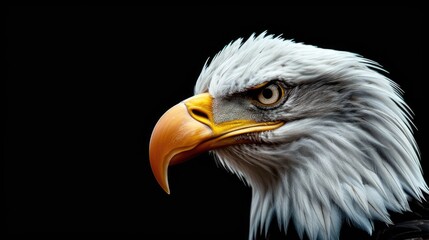 Obraz premium A close-up shot of an eagle's head against a dark, black background