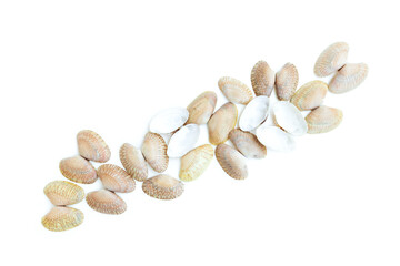 Shell of a Undulated surf clams (Paphia undulata) isolated on white background, Undulated surf clams shell