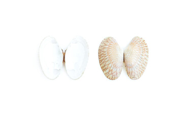 Shell of a Undulated surf clams (Paphia undulata) isolated on white background, Undulated surf clams shell