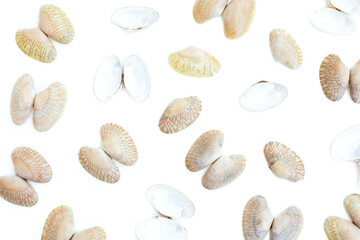 Shell of a Undulated surf clams (Paphia undulata) isolated on white background, Undulated surf clams shell