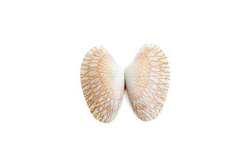 Shell of a Undulated surf clams (Paphia undulata) isolated on white background, Undulated surf clams shell