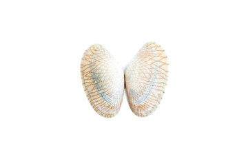 Shell of a Undulated surf clams (Paphia undulata) isolated on white background, Undulated surf clams shell