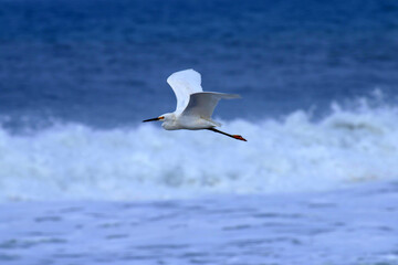 Um voo rasante de uma linda garça-branca-pequena em frente as ondas do mar na praia de Cordeirinho - Maricá - RJ