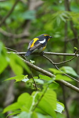 narcissus flycatcher in a forest