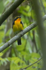 narcissus flycatcher in a forest