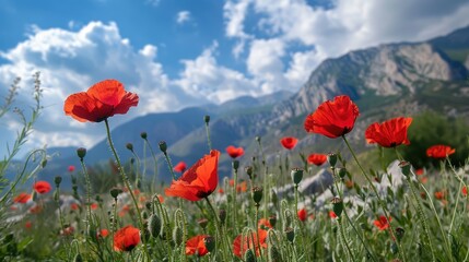 Obraz premium Poppies blooming in natural setting against mountain backdrop on a sunny day in summer