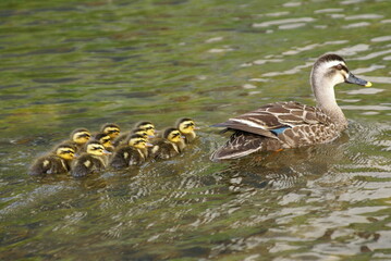 Spot-billed Duck Parent and Child