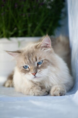 Porträt einer Neva Masquerade Katze im Gartenhaus