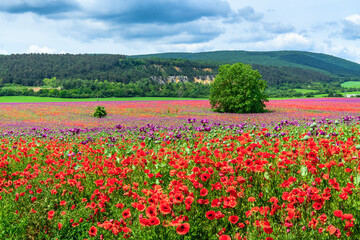 Rural landscape in Slovakia with Poppy Flowers, Prievidza