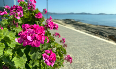 Blooming pink purple color geranium plant close up view, blur sea background, copy space