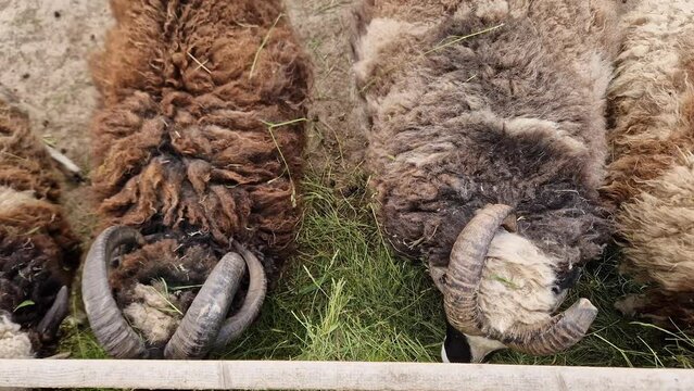 Jacob sheep eat grass on farm, top view close-up