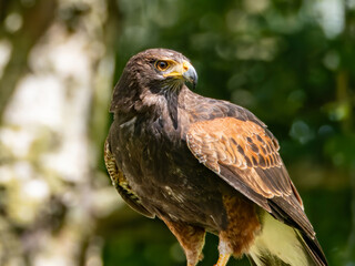 Close up of a Parabuteo unicinctus Harris's Hawk. Golden Eagle - Aquila chrysaetos, flying over grassy area