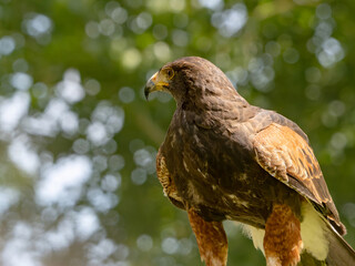 Close up of a Parabuteo unicinctus Harris's Hawk. Golden Eagle - Aquila chrysaetos, flying over grassy area