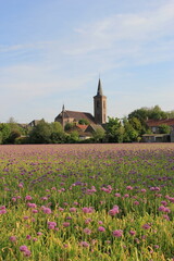 church and flower fields