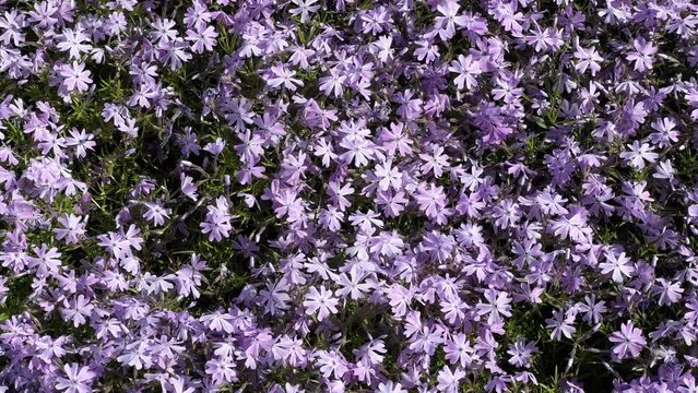 Blooming purple creeping phlox in sunny weather, top view