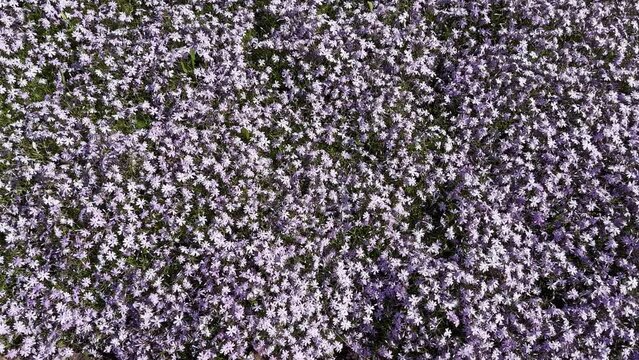 Blooming purple creeping phlox in sunny weather, top view