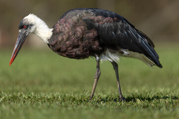 woolly necked stork