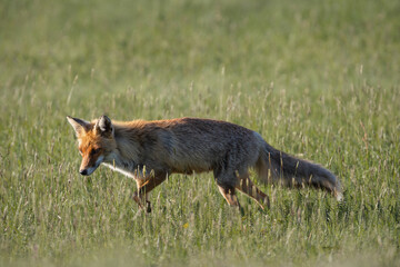 european red fox vixen