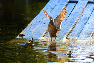 mallard family at the city duck pond