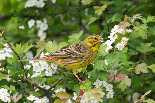 male yellowhammer on hawthorn bush