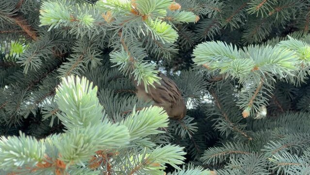 Sparrow jumps along the spruce branches and pecks young burgeon