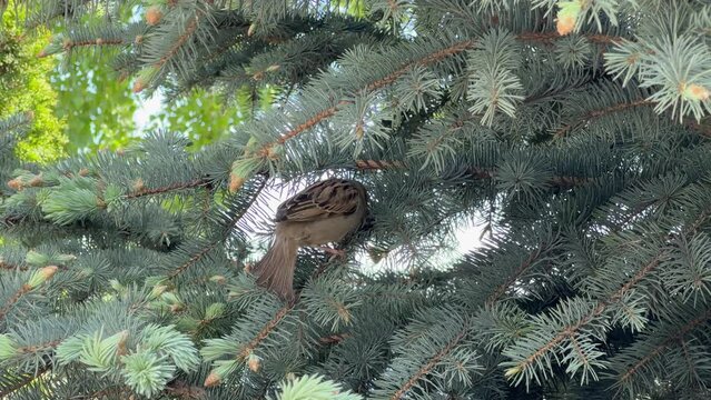 Sparrow jumps along the spruce branches and pecks young burgeon